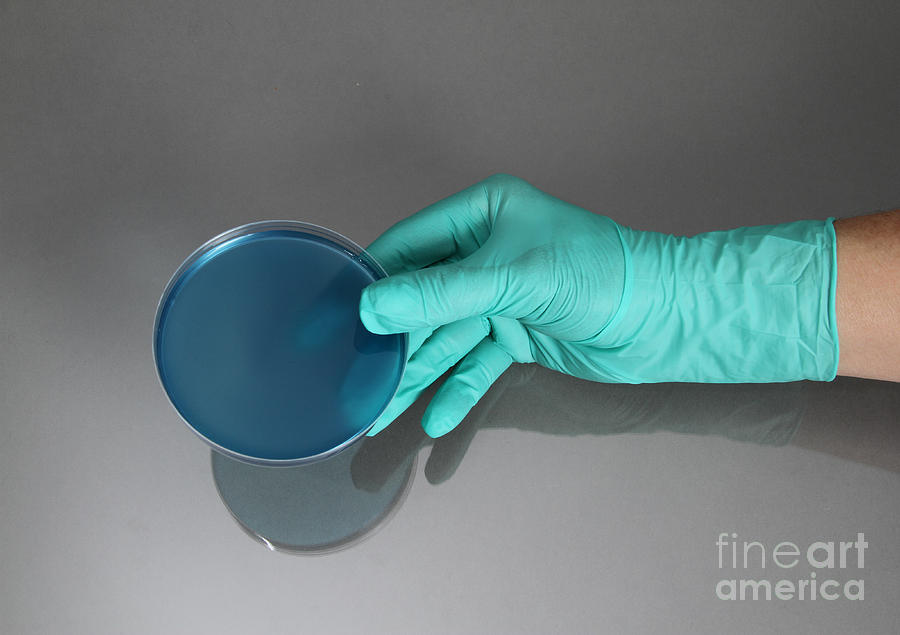 Hand Holding Petri Dish #7 Photograph by Photo Researchers