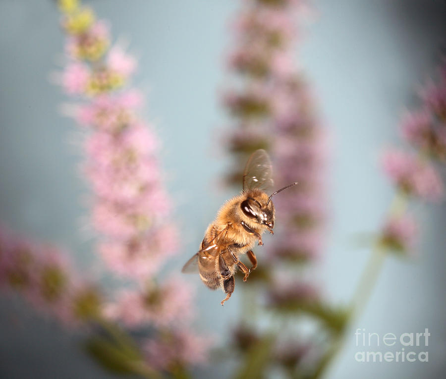 Animal Photograph - Honey Bee In Flight #7 by Ted Kinsman
