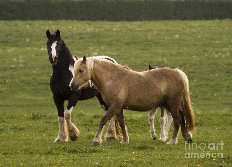 Spring Photograph - Horses On The Meadow #7 by Ang El