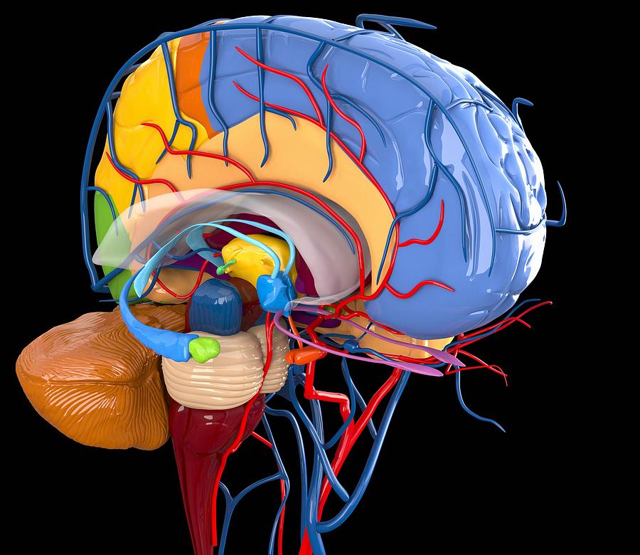 Human Brain Anatomy, Artwork Photograph by Roger Harris