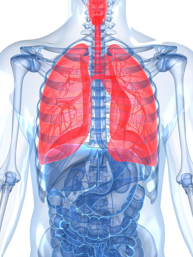 Human Lungs, Artwork #7 Digital Art by Sciepro