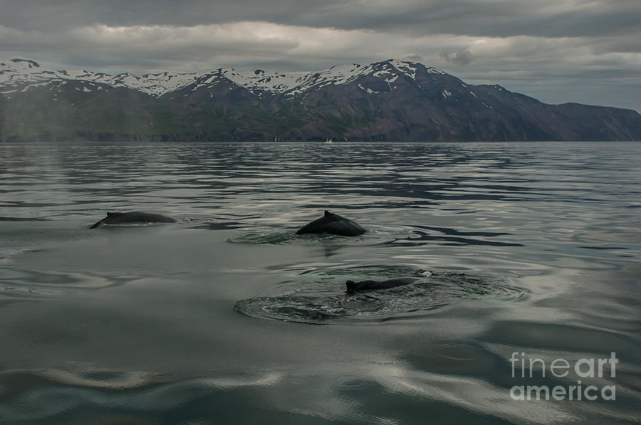 Humpbach whale #7 Photograph by Jorgen Norgaard