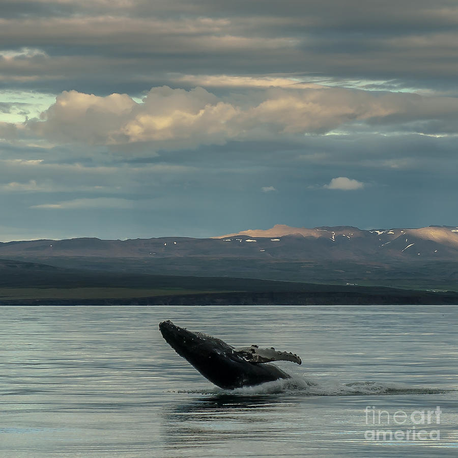 Humpback Whale #7 Photograph by Jorgen Norgaard