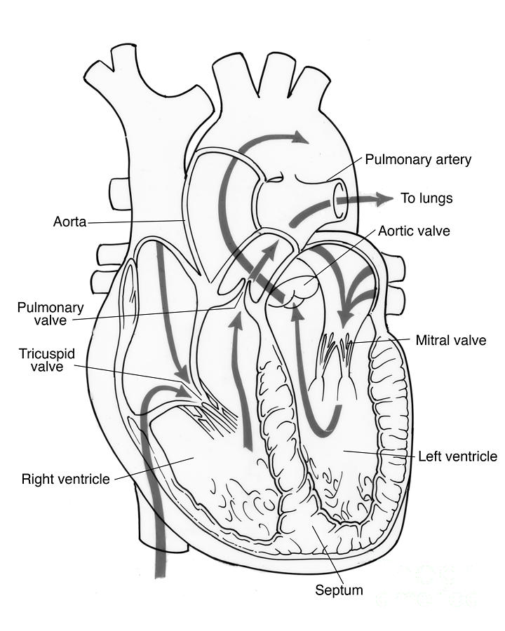 Illustration Of Coronary Circulation Photograph by Science ...