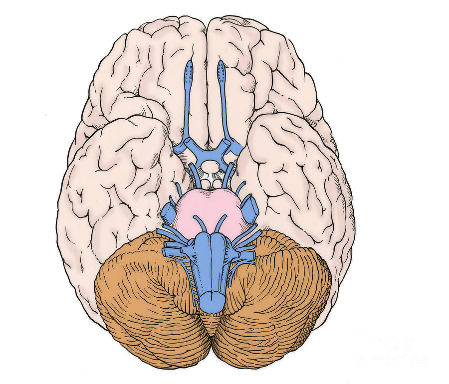 Illustration Of Cranial Nerves #7 Photograph by Science Source