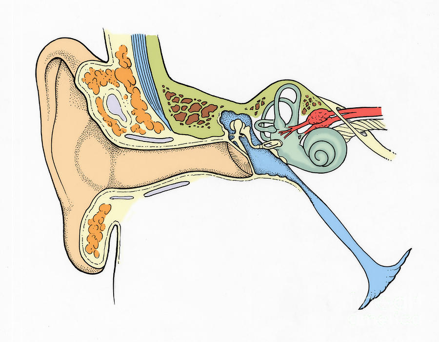 Illustration Of Ear Anatomy #7 Photograph by Science Source