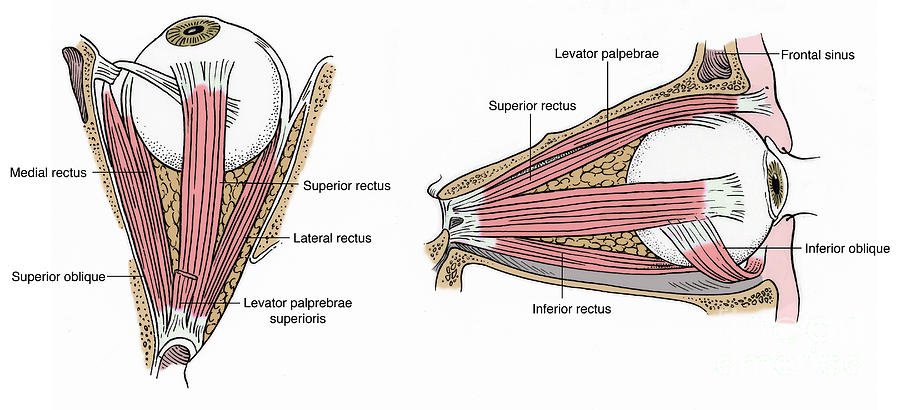 Illustration Of Eye Muscles #7 Photograph by Science Source
