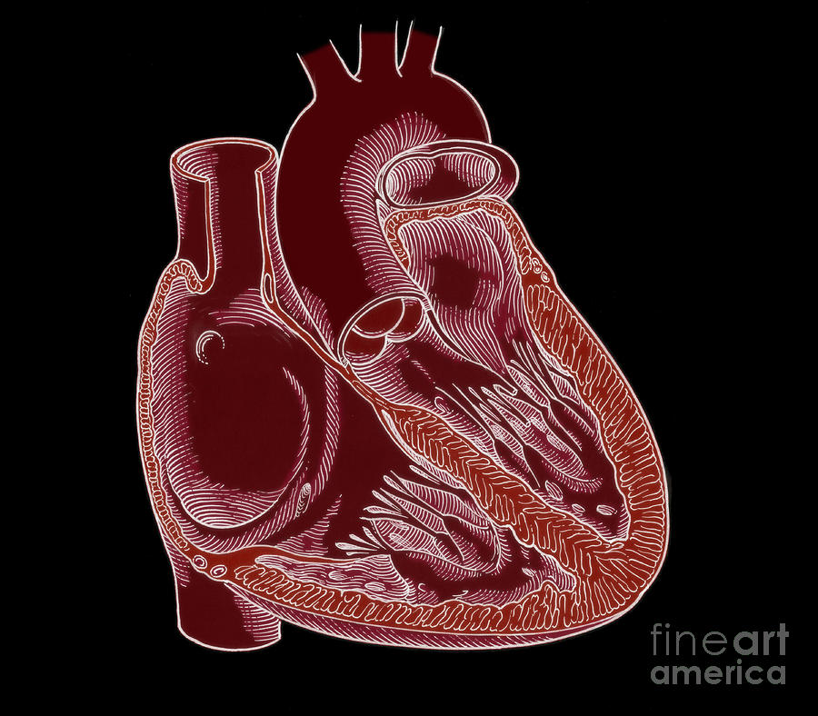 Illustration Of Heart Anatomy #7 Photograph by Science Source