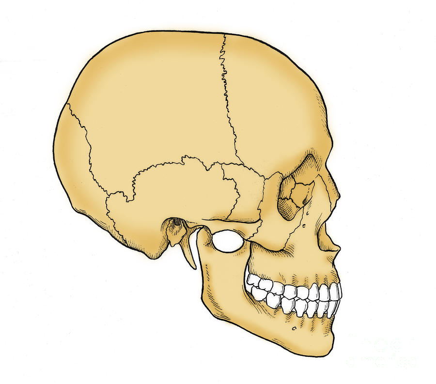 Illustration Of Human Skull #7 Photograph by Science Source
