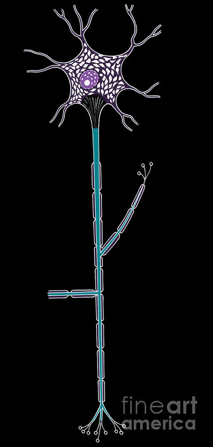 Illustration Of Motor Neuron #7 Photograph by Science Source
