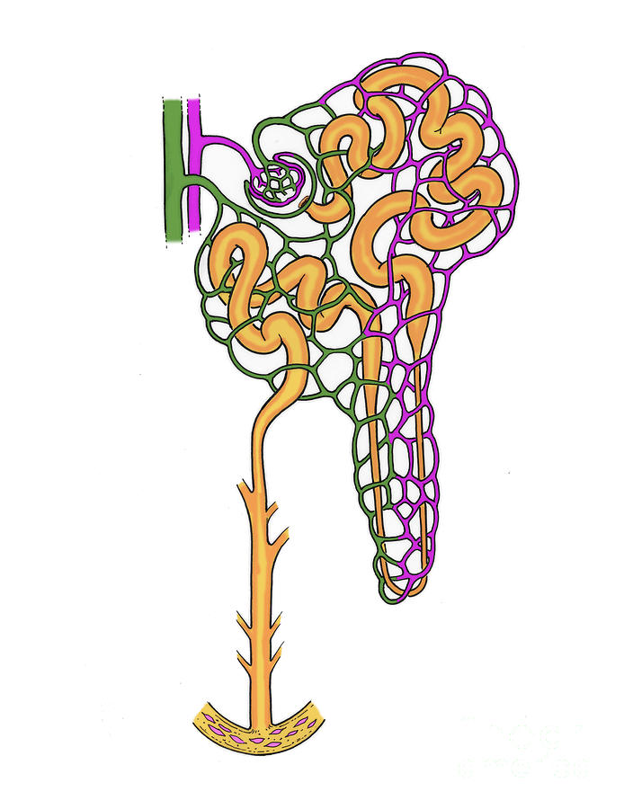 Illustration Of Nephron #7 Photograph by Science Source