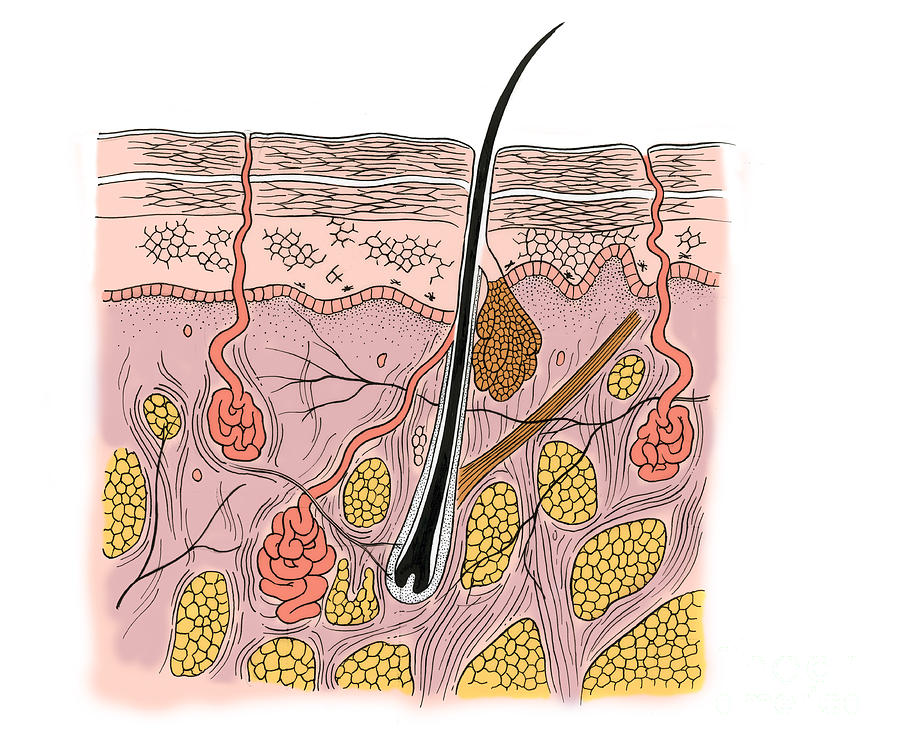 Illustration Of Skin Section #7 Photograph by Science Source