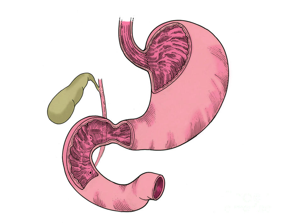 Anatomy Photograph - Illustration Of Stomach And Duodenum #7 by Science Source