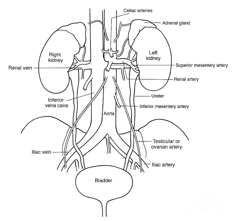 Illustration Of Urinary System #7 Photograph by Science Source