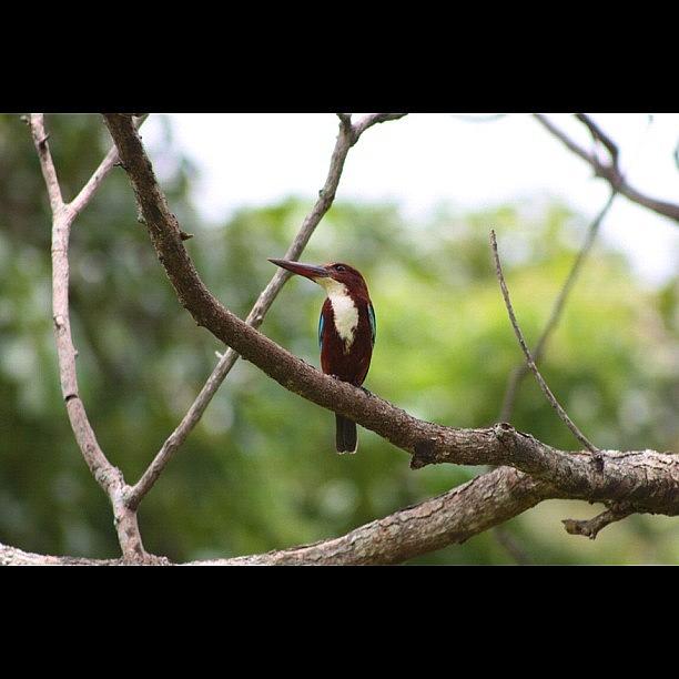 Kingfisher Photograph - Instagram Photo #7 by Rachit Vats