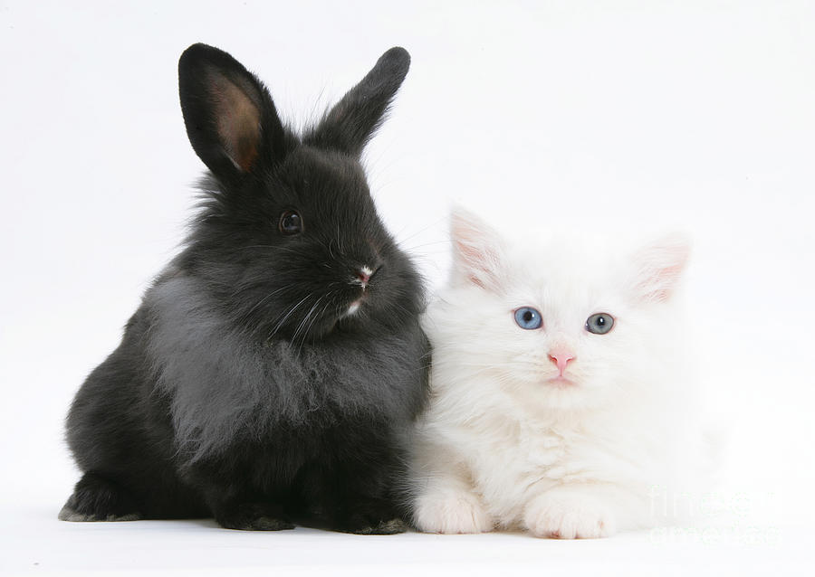 Kitten And Rabbit #7 Photograph by Mark Taylor