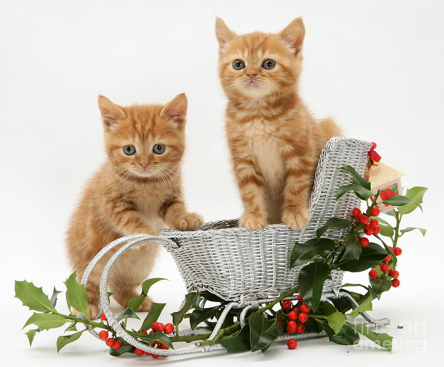 Kittens With A Sledge #7 Photograph by Jane Burton