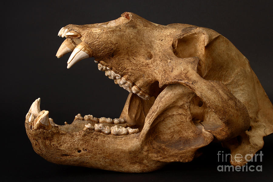 Kodiak Bear Skull #7 Photograph by Ted Kinsman