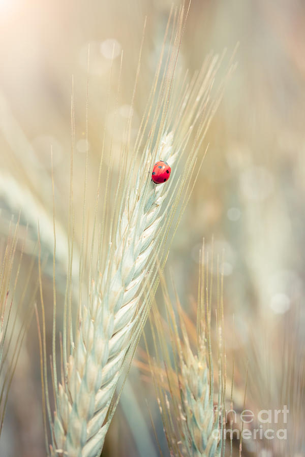 Cereal Photograph - Ladybug on a spike #7 by Sabino Parente