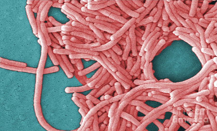 Legionella Pneumophila #7 Photograph by Science Source