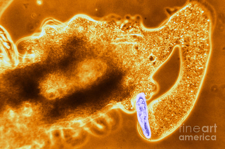 Light Micrograph Of Amoeba Catching #7 Photograph by Eric V. Grave