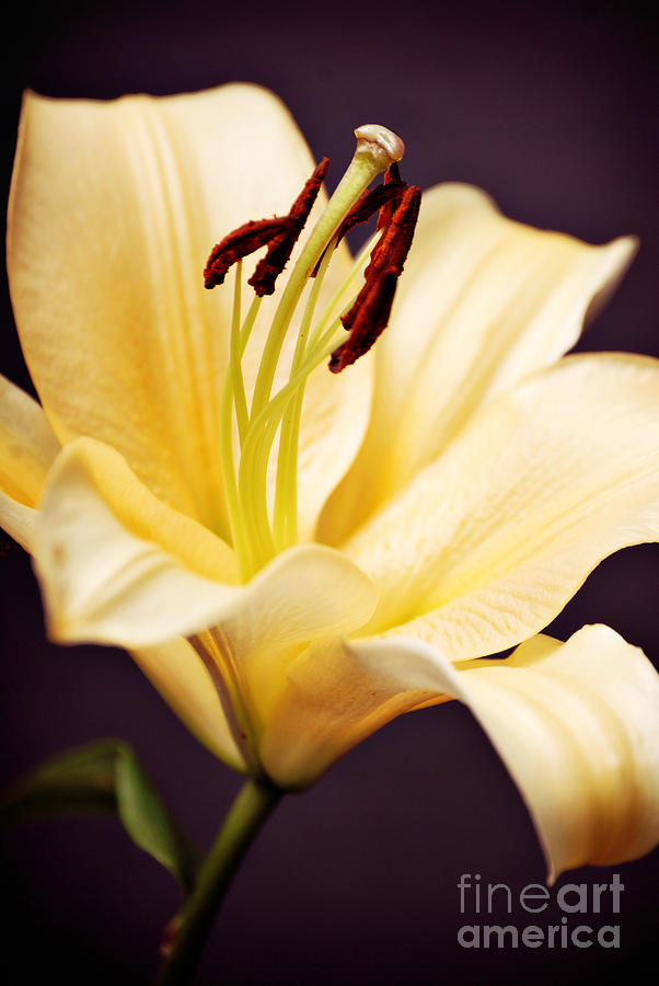 Lily Photograph - Lily #7 by HD Connelly