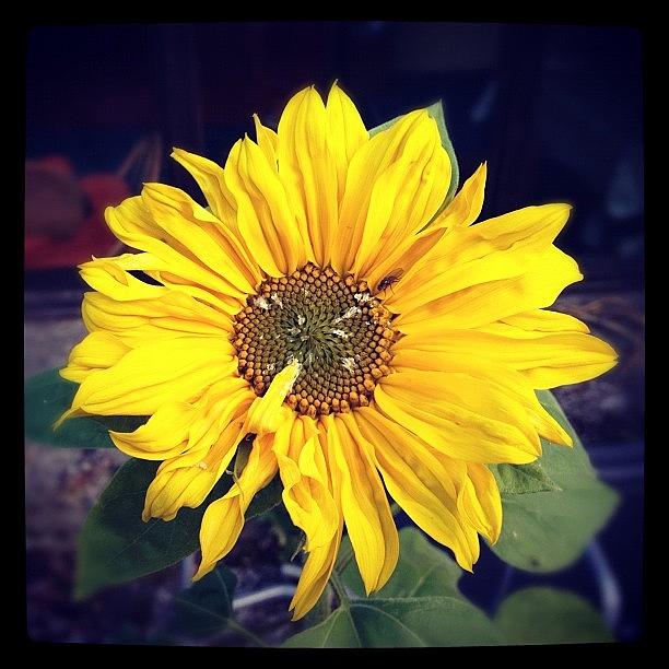 Sunflower Photograph - Love This Picture? Check Out My Gallery #7 by Fay Pead