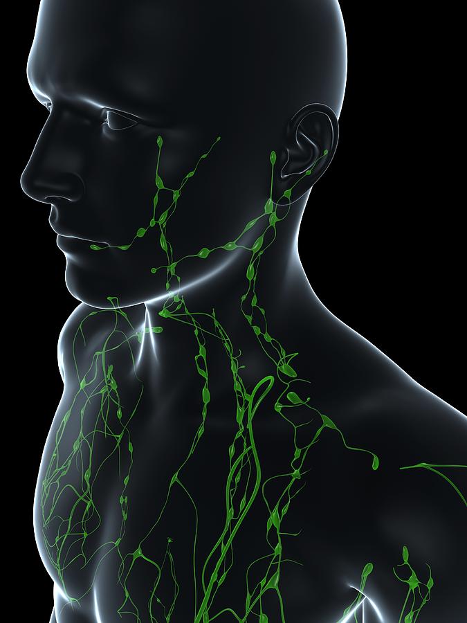 Lymphatic System, Artwork Photograph by Sciepro | Fine Art America