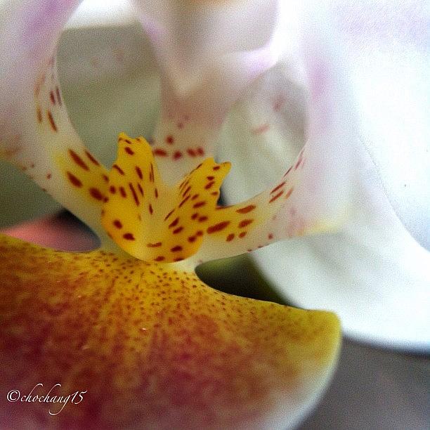 Orchid Photograph - #macro #macrochi #macroguy #macrolens #7 by Trizza Nina Pilapil