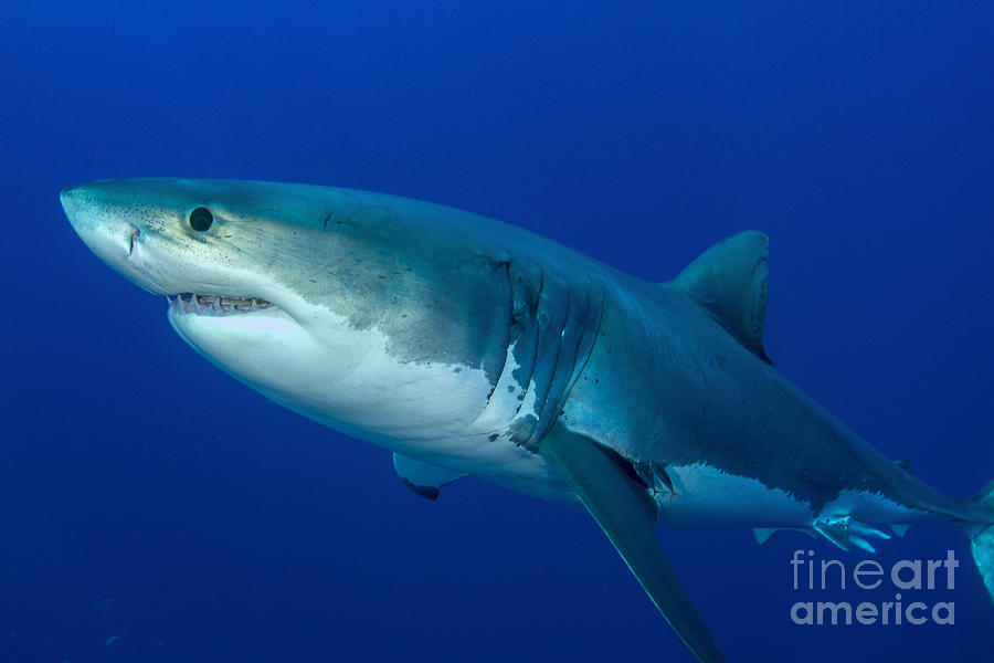 Great White Shark Photograph - Male Great White Shark, Guadalupe #7 by Todd Winner