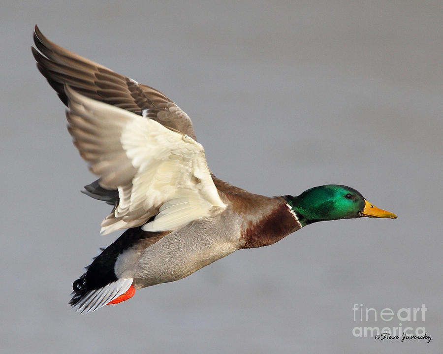 Male Mallard Duck in Flight #7 Photograph by Steve Javorsky