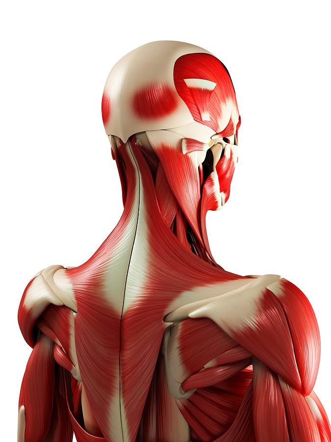 Male Muscles, Artwork Photograph by Sciepro - Fine Art America