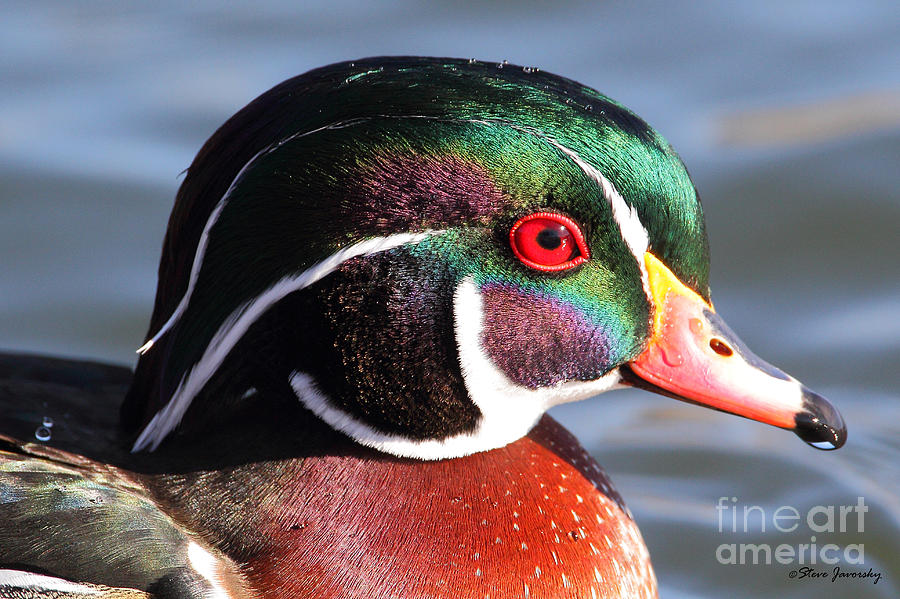 Male Wood Duck #7 Photograph by Steve Javorsky