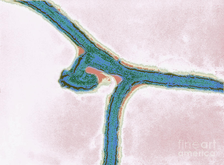 Marburg Virus, Tem #7 Photograph by Science Source