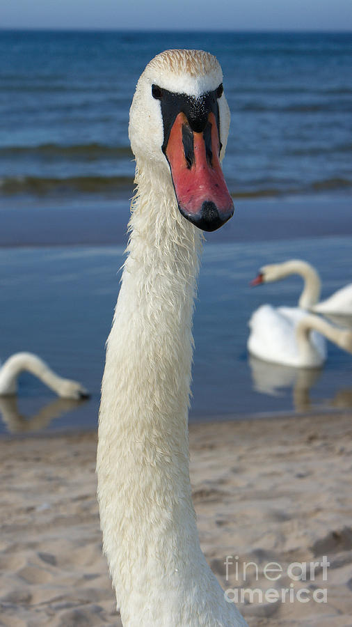 Mute Swan #7 Photograph by Mareko Marciniak