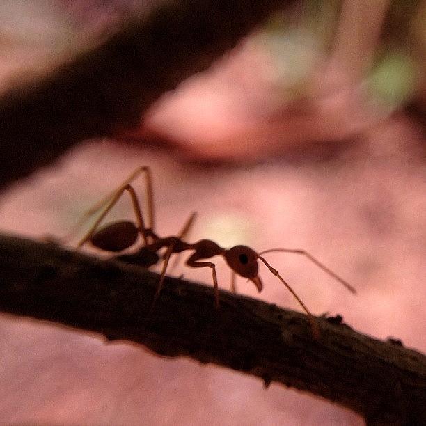 Ant Photograph - #nature #naturelover #macro #macrolens #7 by Sooonism Heng