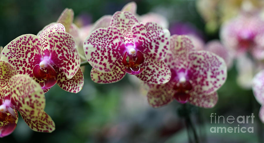 Orchid  #7 Photograph by Milena Boeva