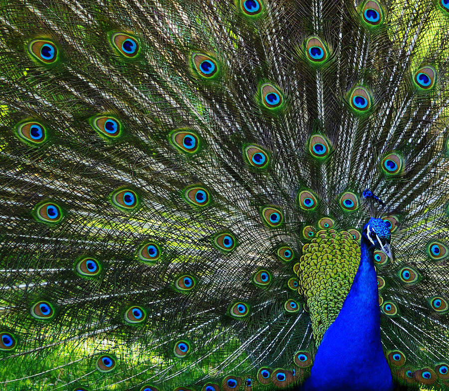 Peacock #27 Photograph by Brian Stevens