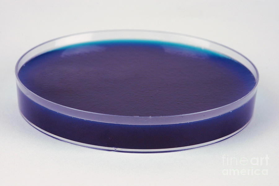 Petri Dish #7 Photograph by Photo Researchers, Inc.