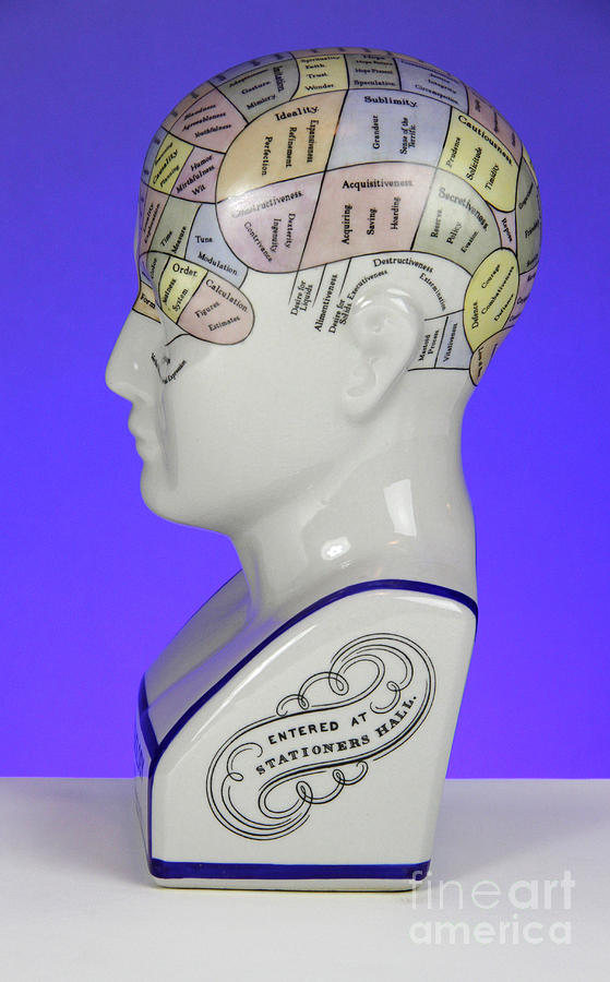 Phrenological Model #7 Photograph by Photo Researchers, Inc.