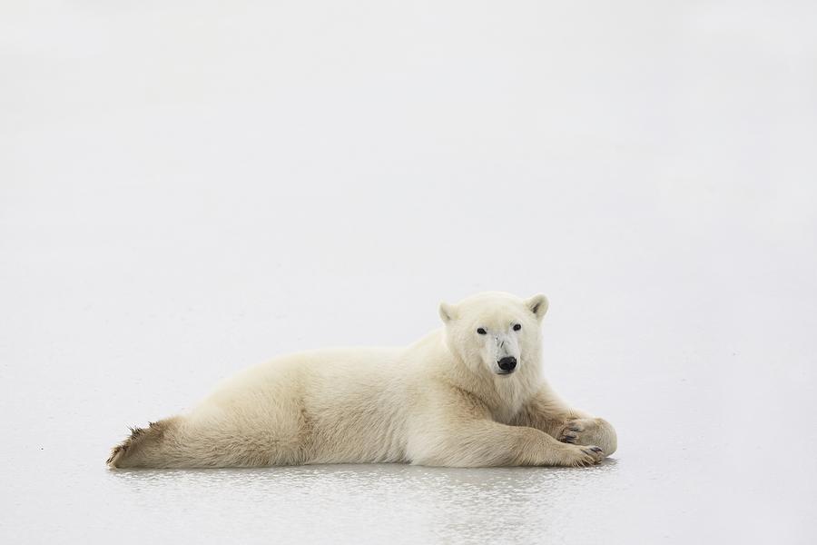 Animal Photograph - Polar Bear #7 by Richard Wear