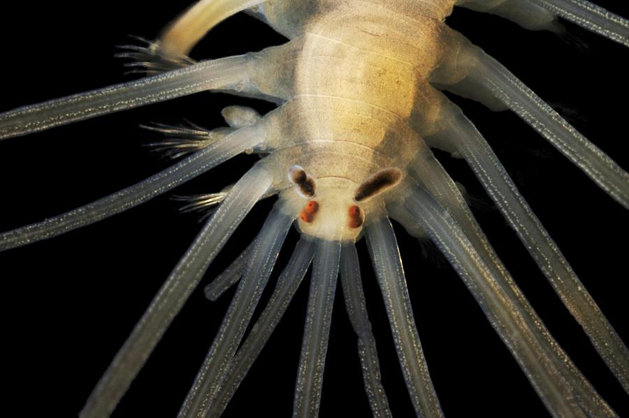 Nature Photograph - Polychaete Marine Worm #7 by Alexander Semenov