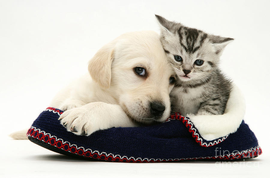 Dog Photograph - Puppy And Kitten #20 by Jane Burton