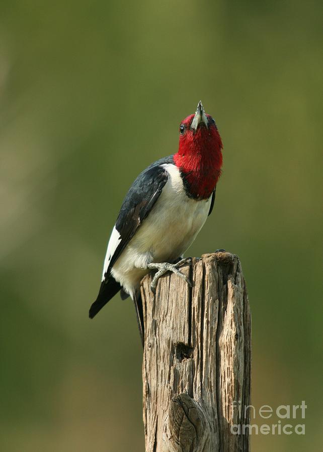Red-headed Woodpecker #7 Photograph by Jack R Brock