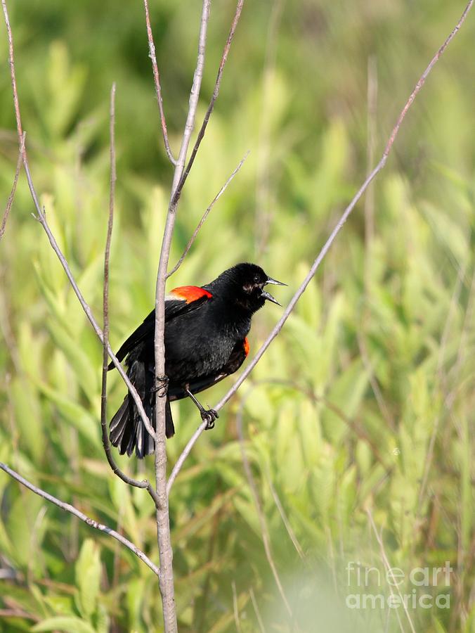 Red-winged Blackbird #7 Photograph by Jack R Brock