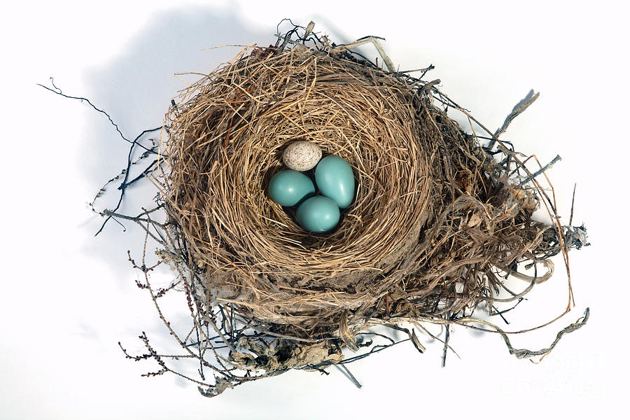Robins Nest And Cowbird Egg #7  by Ted Kinsman