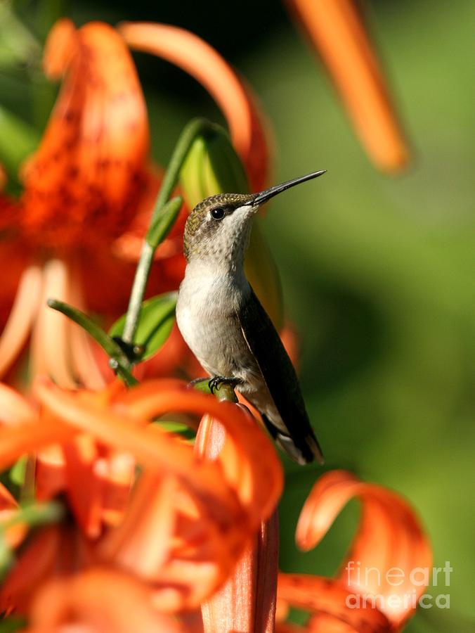 Ruby-throated Hummingbird #7 Photograph by Jack R Brock