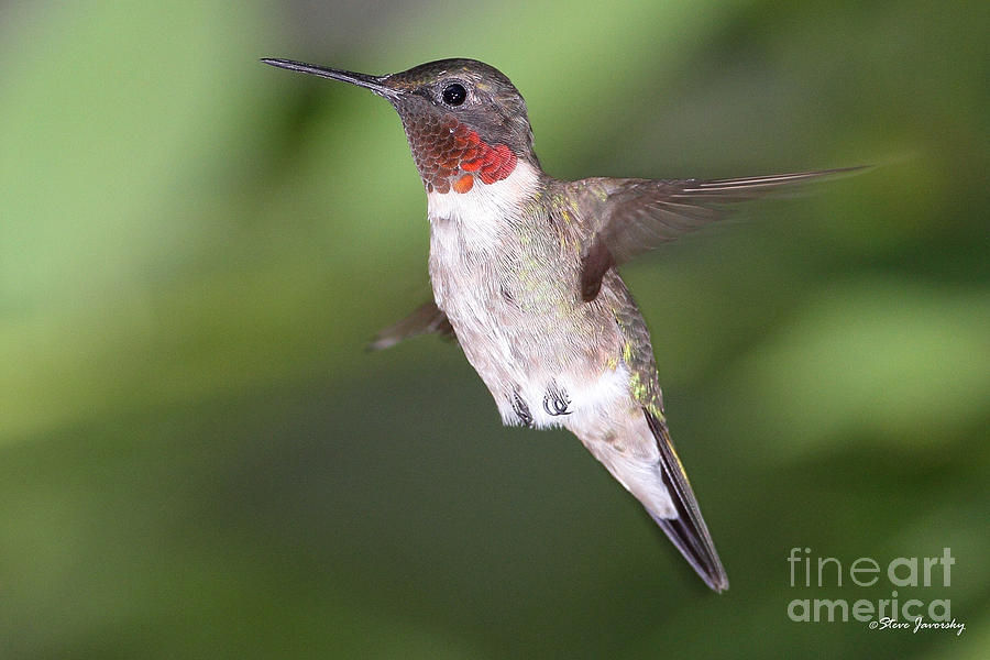 Ruby Throated Hummingbird #7 Photograph by Steve Javorsky