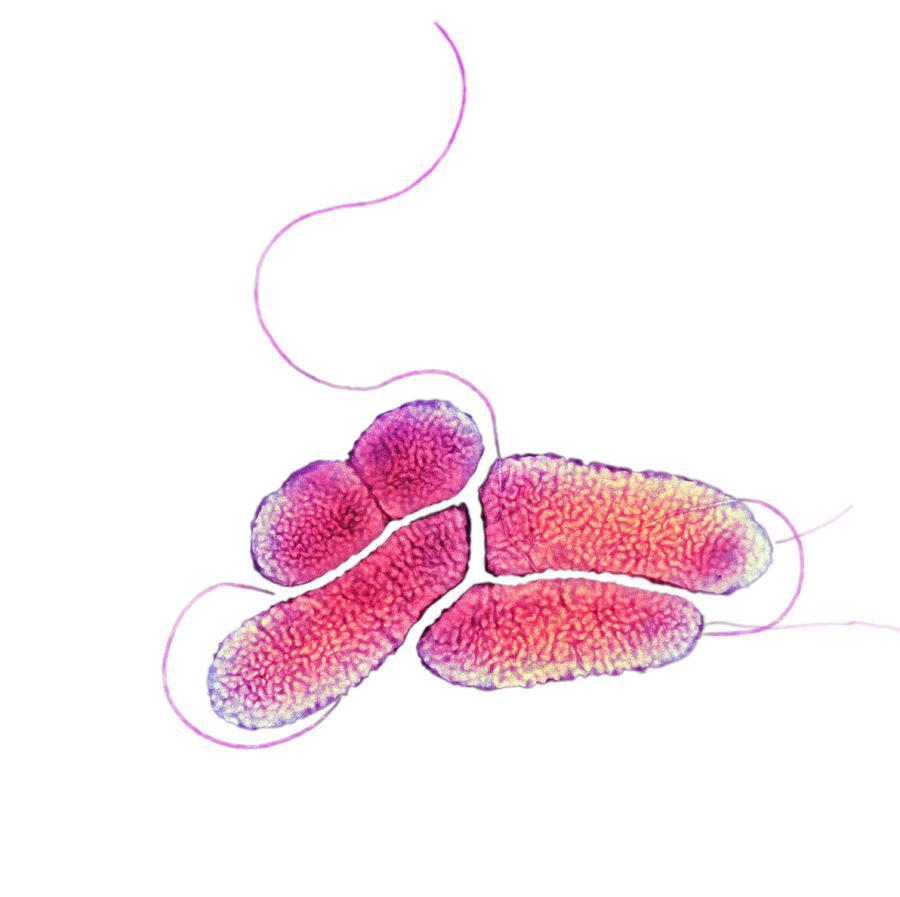 S Maltophilia Bacteria Tem 7 Photograph By Centre For   7 S Maltophilia Bacteria Tem Centre For Infectionshealth Protection Agency 