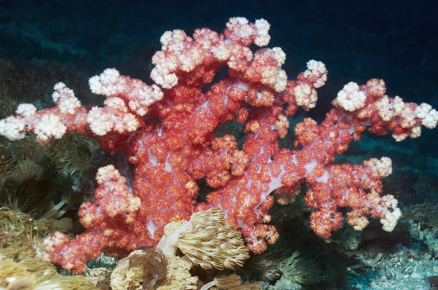 Soft Corals Photograph By Georgette Douwma - Fine Art America